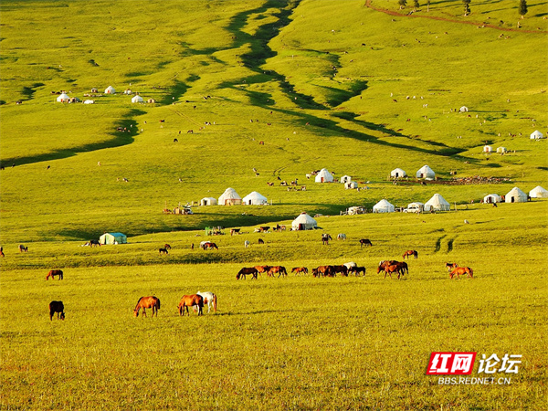 帶你看看網友鏡頭下“那拉提養蜂女”生活的草原有多美