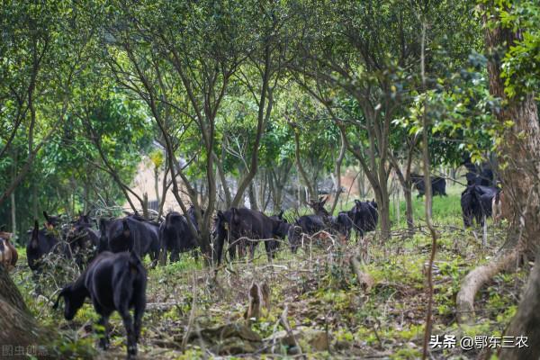 山區農民用衛星定位器放牧，讓羊自己上山自己回欄，太先進了