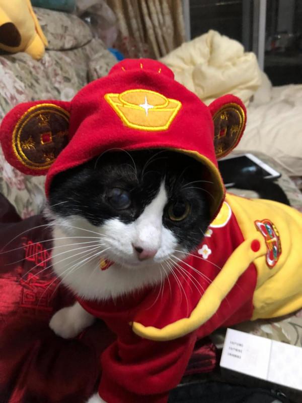 寒冷的冬夜，你需要一個貓牌“熱水袋”