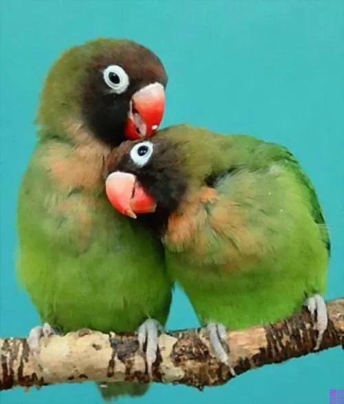 它們活成了我們想要的樣子