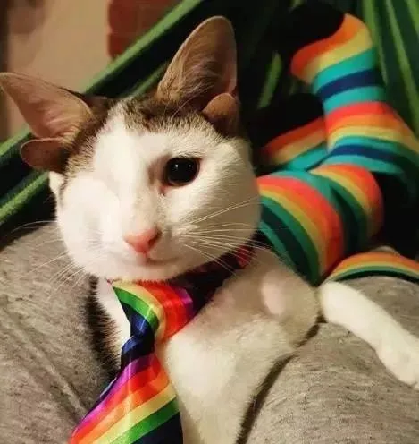 鏟屎官只想領養一隻小貓咪，卻一不小心，領回了一隻全球限量款