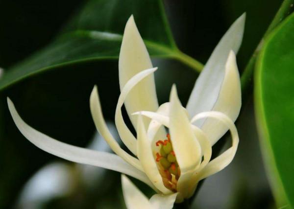 白蘭花的養殖方法和注意事項有哪些? 白蘭花的養殖方法和注意事項有哪些?