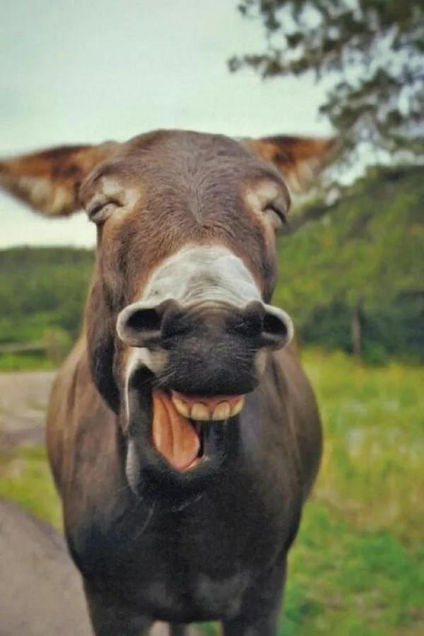 《動物世界千奇百怪》之一 《動物世界千奇百怪》之一