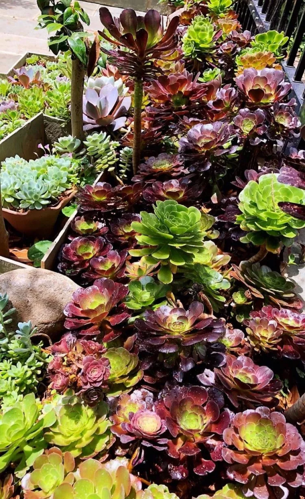 4年時間，靠一腔熱誠打造多肉花園