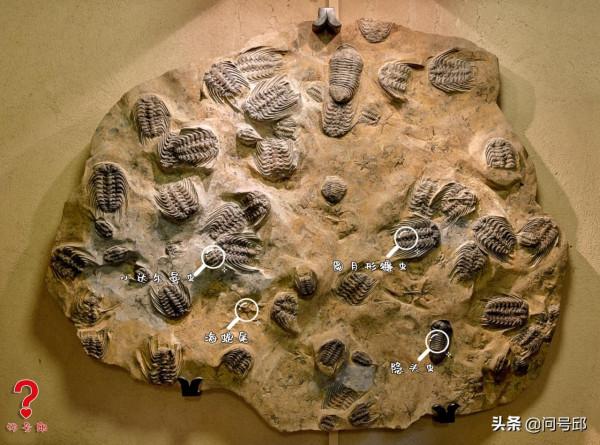 神奇的奧陶紀古生物化石:一塊化石板上聚集了3種三葉蟲和海蛇尾 神奇的奧陶紀古生物化石:一塊化石板上聚集了3種三葉蟲和海蛇尾