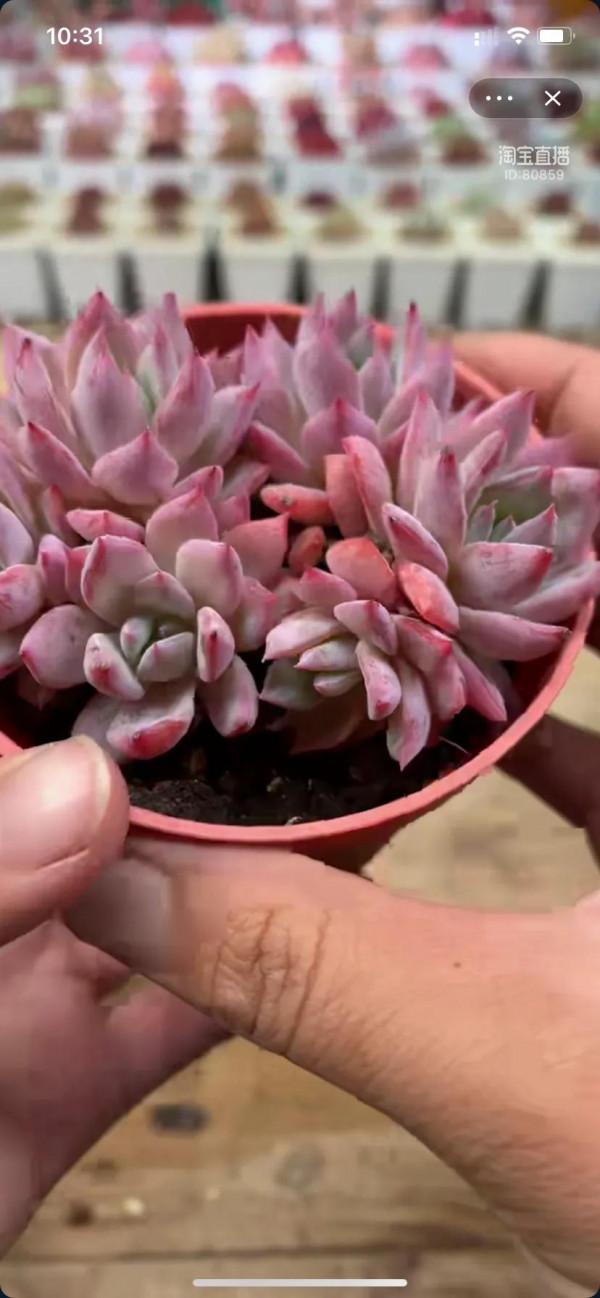 看了就想養的多肉啊