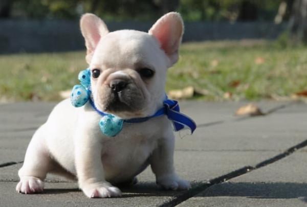 法國鬥牛犬,不要企圖用可愛,掩蓋你的缺點 法國鬥牛犬,不要企圖用可愛,掩蓋你的缺點