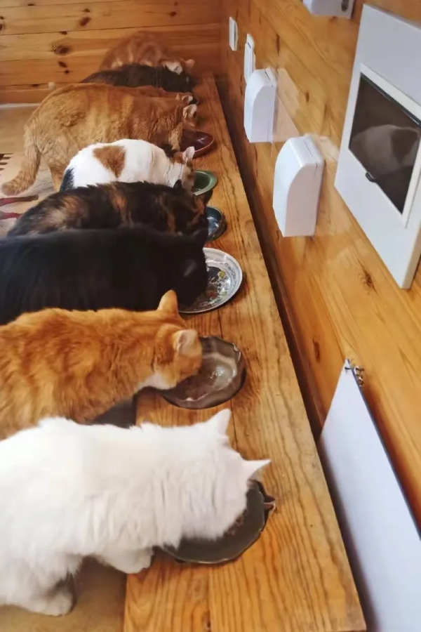 “GFgirls”三小隻 · 申請出道