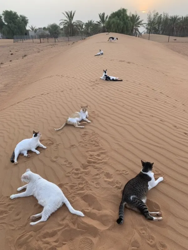 “貓咪住進60層頂樓”被刷爆,網友:救命!美瘋了 “貓咪住進60層頂樓”被刷爆,網友:救命!美瘋了