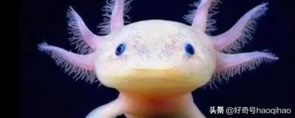 能再生又長不大的六角恐龍,飼養時要注意這5點 能再生又長不大的六角恐龍,飼養時要注意這5點