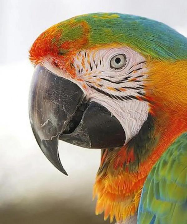 大自然中漂亮的“鳥兒”,日常生活中你見過幾種 大自然中漂亮的“鳥兒”,日常生活中你見過幾種