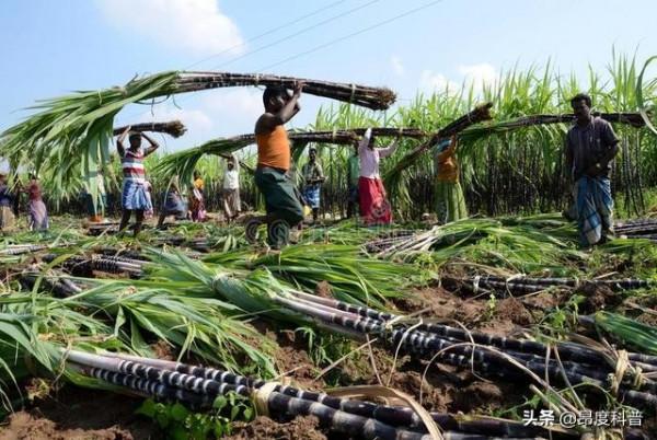 印度“無子宮村”:上百萬蔗農女工為保工作,切除子宮和卵巢 印度“無子宮村”:上百萬蔗農女工為保工作,切除子宮和卵巢