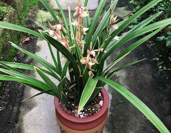養蘭花，冬季就選黃金彩虹，開花美，香味濃郁，漂亮好活