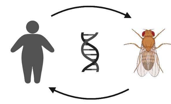 科學家認為他們找到了治療肥胖症的新方法 科學家認為他們找到了治療肥胖症的新方法