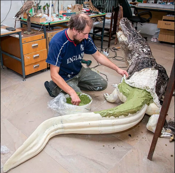 希特勒的“寵物鱷魚”去哪了？