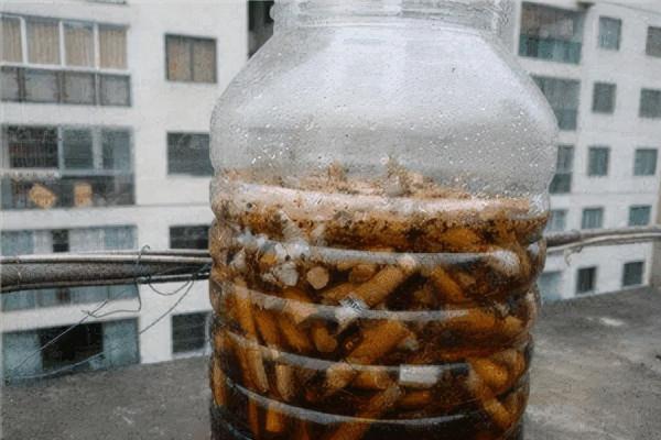 養花總得沾點&quot;灰&quot;，花卉健康長勢好，這下撿到寶了