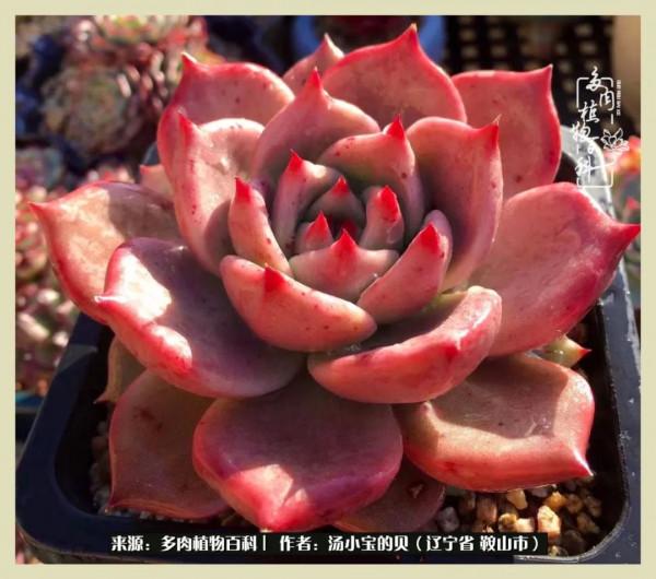 大東北的漫長冬季，我與多肉一起冬眠