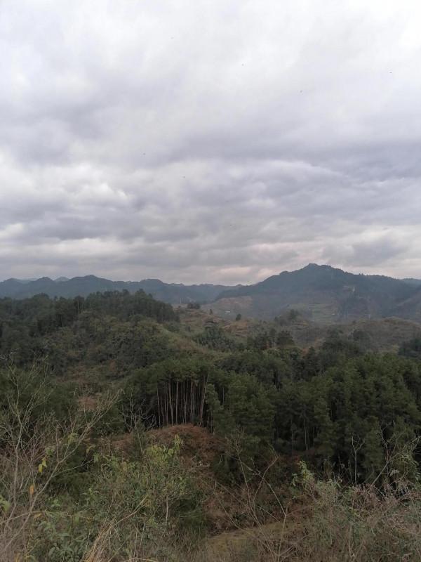 青山綠水，釣白條