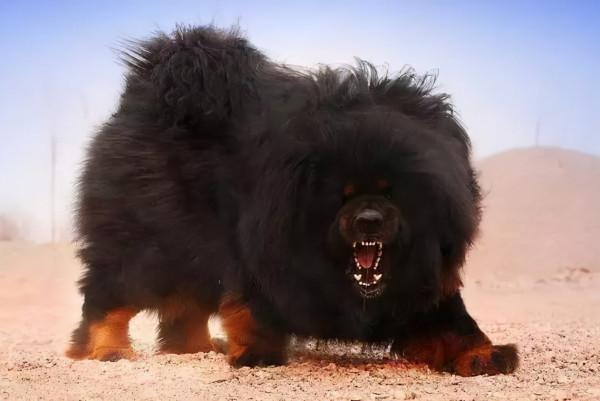 犬界哪些狗最兇猛?犬界四大金剛,非它們莫屬 犬界哪些狗最兇猛?犬界四大金剛,非它們莫屬