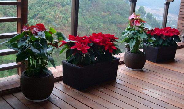 這些顏值高又好打理的植物卻不適合室內盆栽,切勿輕易入手 這些顏值高又好打理的植物卻不適合室內盆栽,切勿輕易入手