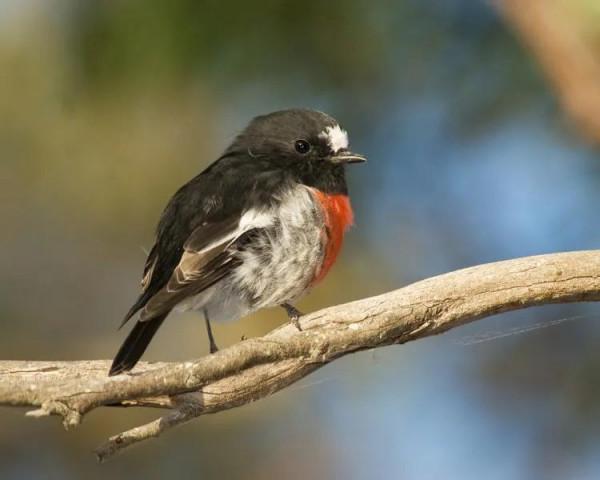 分享圖片——知更鳥（上帝之鳥）