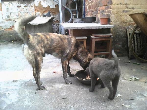 犬圖騰：土狗忠心耿耿，鬥狼護牧耗盡一生，卻寧可獨自死在野外