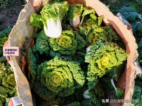 入冬後天氣幹，6種應季菜正陸續上市，高維C又清爽，趁新鮮要多吃
