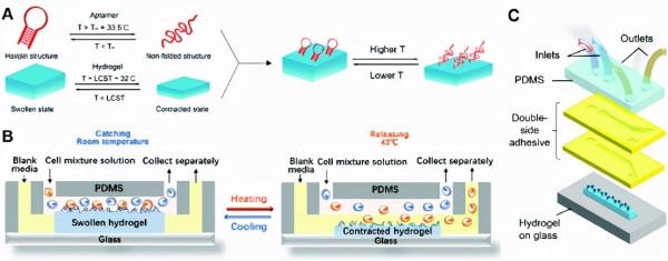 《JMCB》賀曦敏：PNIPAM水凝膠構建無標記細胞捕獲-運輸-釋放系統