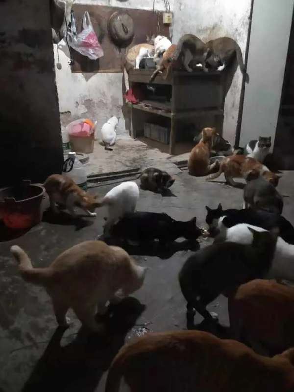 “啊?你這種條件還養什麼貓?” “啊?你這種條件還養什麼貓?”