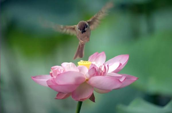 分享圖片&mdash;&mdash;山清水秀 鳥語花香