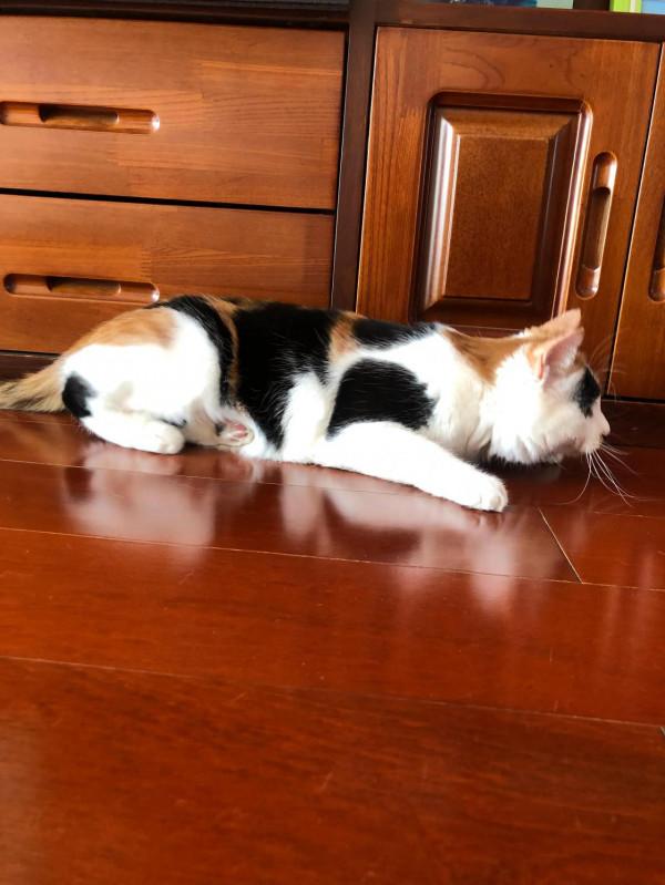 每一個流浪貓都可能是上天賜給你的禮物