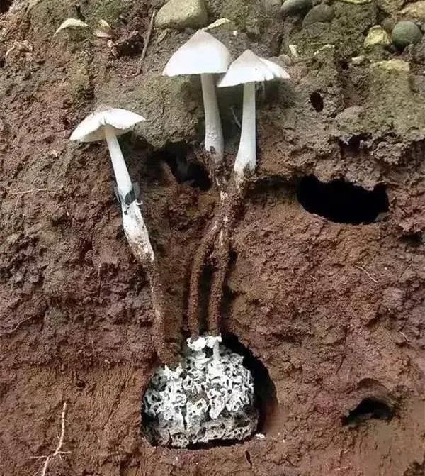 農村叫“地黃金”500元一斤,生長在深3米以下的土裡 農村叫“地黃金”500元一斤,生長在深3米以下的土裡