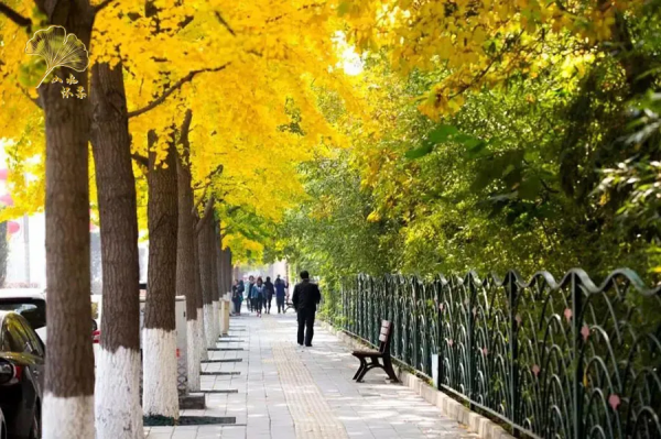 【玩轉懷柔】2021懷柔賞秋攻略出爐！一個字，絕！