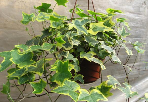 家裡放上這些植物,簡直美翻了 家裡放上這些植物,簡直美翻了