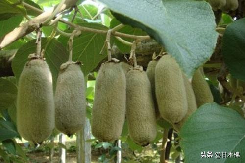 帶你回味童年吃過的46種野果子，記憶中的味道你還記得嗎？