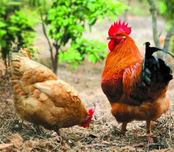 辛苦半月，十二生肖七絕版終於全部寫完，謝謝友友們的陪伴和唱和