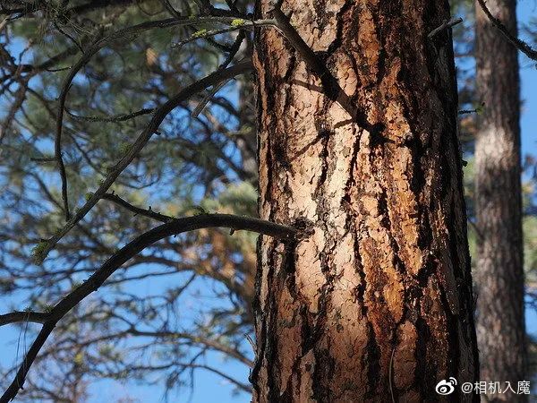 來自Dpreview的OM-1樣張