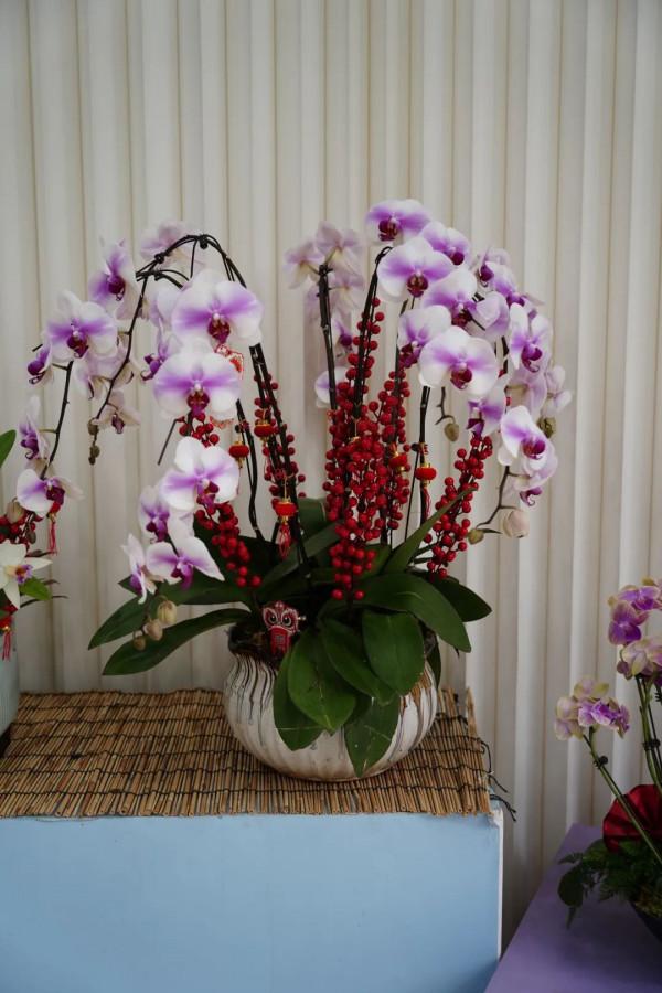 年宵花卉組合盆栽觀賞圖鑑～丨小葉子陪你過大年