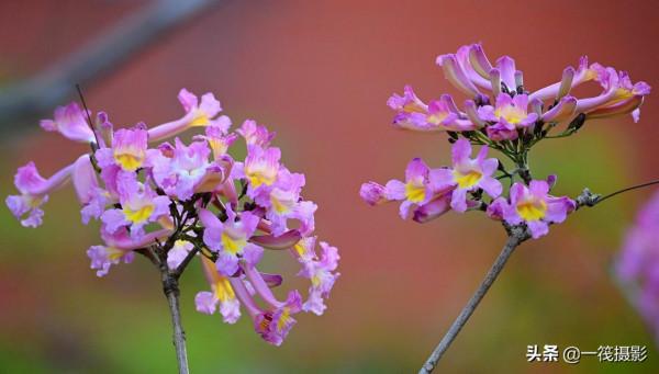 美麗的紫繡球花風鈴木