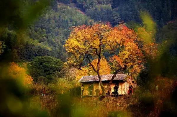 11月去哪裡賞秋?6個人少景美的旅行地,正是你要出發的方向 11月去哪裡賞秋?6個人少景美的旅行地,正是你要出發的方向