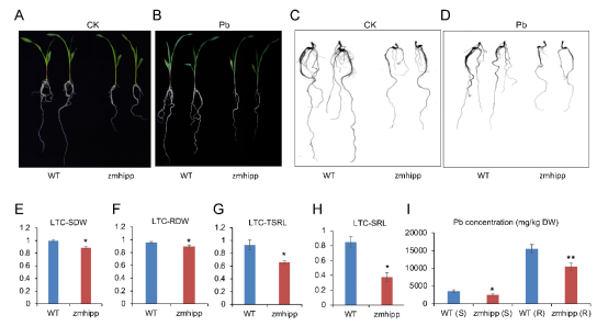 四川農業大學沈亞歐團隊在玉米鉛耐受性研究中取得新進展