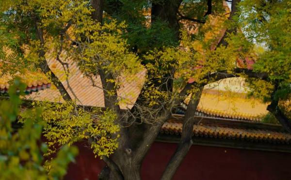 故宮彩葉飄舞,亮出最後的秋日盛裝 故宮彩葉飄舞,亮出最後的秋日盛裝