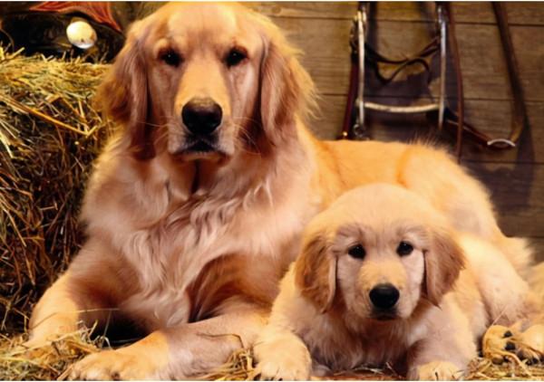 小便宜貪不得,這樣的“金毛犬”不要買 小便宜貪不得,這樣的“金毛犬”不要買