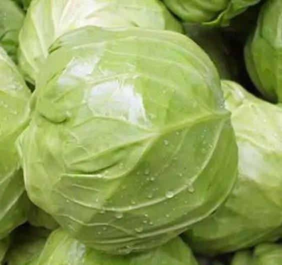 圓白菜的功效