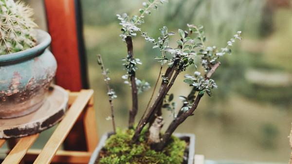 秋冬季節,客廳養花別隨便,選擇這8種盆栽,大幅度提升裝飾效果 秋冬季節,客廳養花別隨便,選擇這8種盆栽,大幅度提升裝飾效果