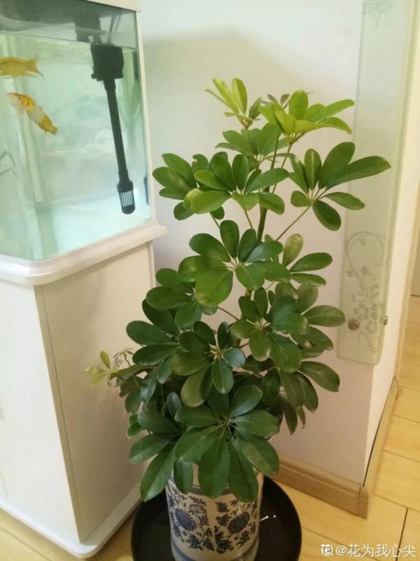 人養花,花也養人,這15種花,越養家裡越乾淨 人養花,花也養人,這15種花,越養家裡越乾淨