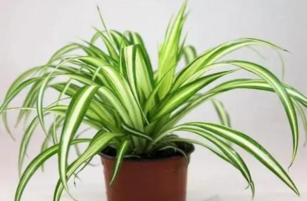 家裡養7種花，清新雅緻又養人，關鍵還好養