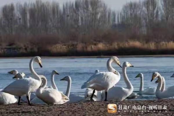 「短影片」關注大天鵝甘肅越冬：“呆萌 好動 浪漫”原來你們是這樣的大天鵝
