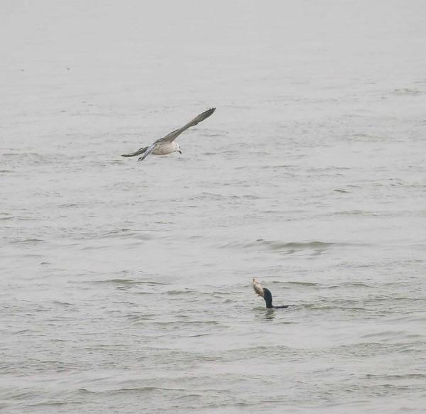貪婪的銀鷗與勤勞的秋沙鴨