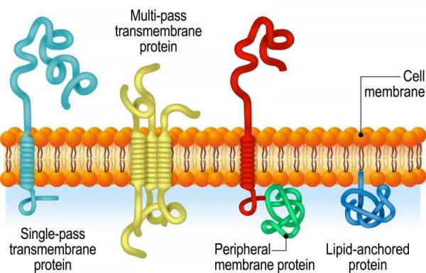 火腿腸、午餐肉真的不能吃嗎? 火腿腸、午餐肉真的不能吃嗎?